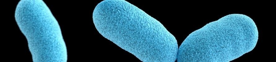 Microbiote
