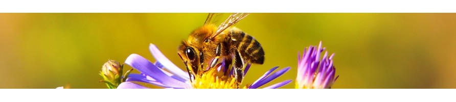 Abeilles