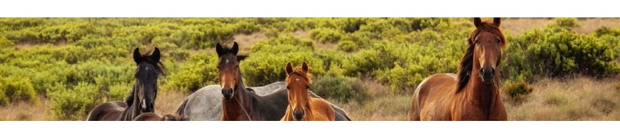 Chevaux