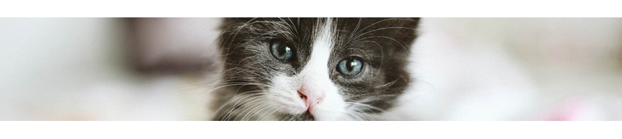Chats-chiens-oiseaux-autres mammifères