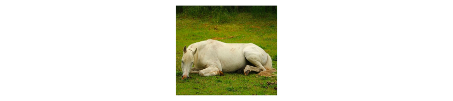 Fourbure du cheval